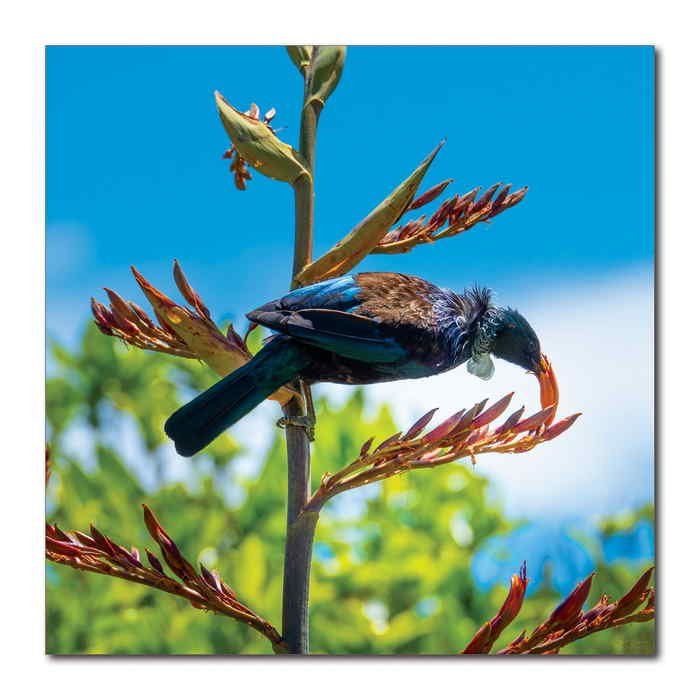 QEII Tui Sky 1000sq Perpex Wall Art - Paulas Home & Living